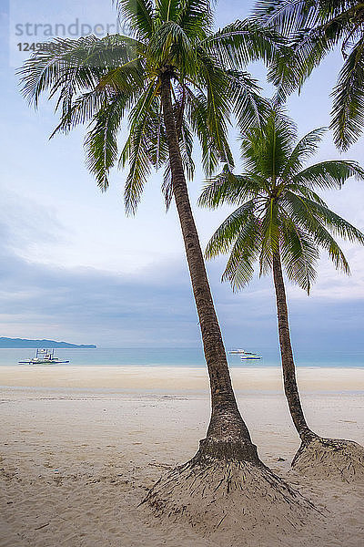 Palmen am White Beach in der Morgendämmerung  Insel Boracay  Provinz Aklan  Western Visayas  Philippinen