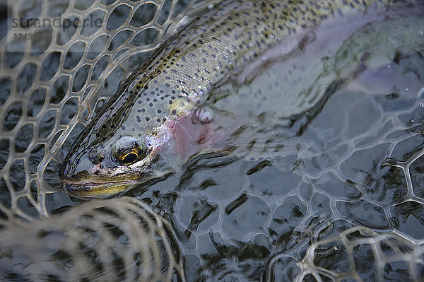 Regenbogenforelle im Netz. Fliegenfischen in Patagonien  Argentinien