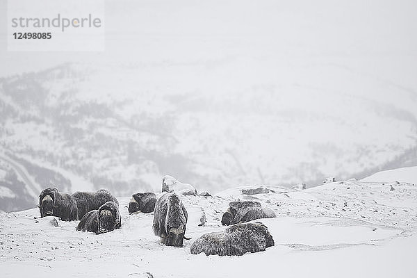 Gruppe von Moschusochsen im Schnee sitzend bei Nebel im Dovrefjell  Norwegen