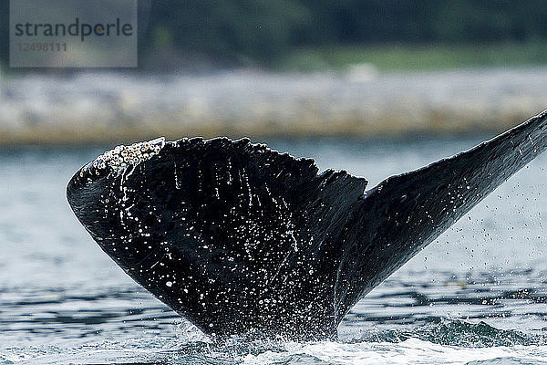 Nahaufnahme der Schwanzflosse eines Buckelwals in Küstennähe in Juneau  Alaska