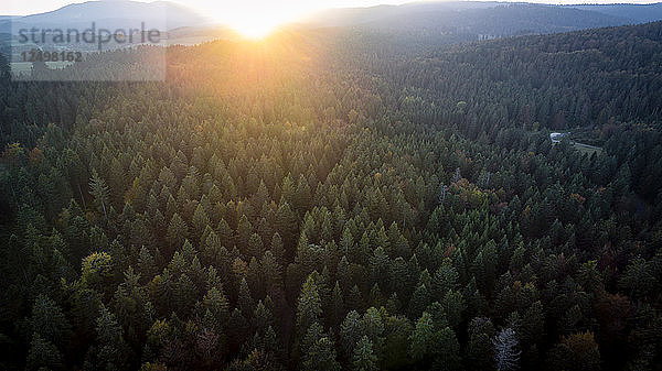 Luftaufnahme eines Sonnenaufgangs über einem Fichtenwald im Jura  im Kanton Waadt  Schweiz