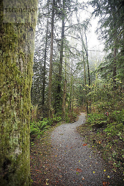Blick auf einen Pfad durch einen üppigen Wald in Vancouver  Kanada