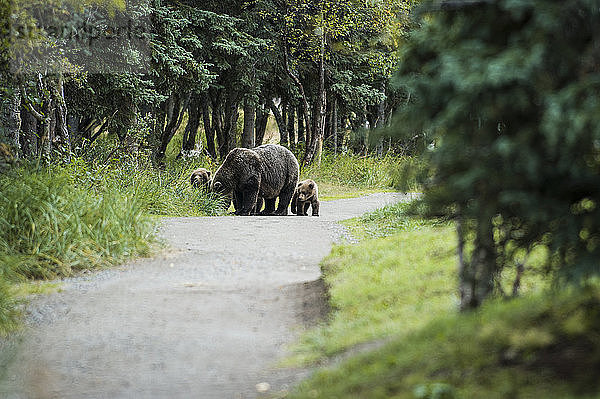 Eine Grizzlybärenmutter und zwei Junge spazieren durch die Brooks Lodge im Katmai National Park  Alaska. In Katmai haben die Bären Vorrang  Menschen werden umgesiedelt  abgesperrt oder umgeleitet  um enge Begegnungen oder Konflikte zu vermeiden.