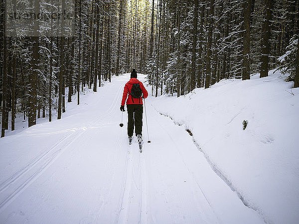 Skifahrerin beim Wandern in der verschneiten Region Kananaskis  Alberta  Kanada