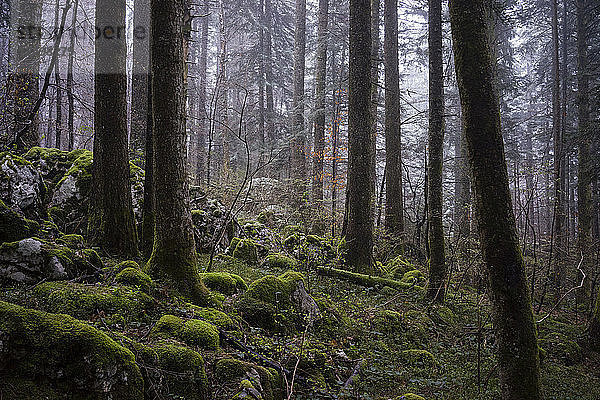 Wald mit moosbedecktem Boden im regionalen Naturpark Chartreuse in Frankreich
