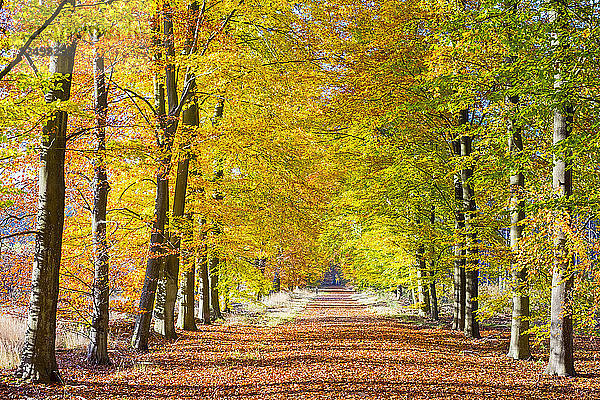 Herbstlaub in einem Rotbuchenwald (Fagus sylvatica) im Nationalpark Hoge Kempen im Herbst  Limburg  Flandern (Belgien)