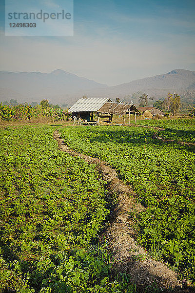 Eine kleine Farm auf dem Lande in Pai  Thailand