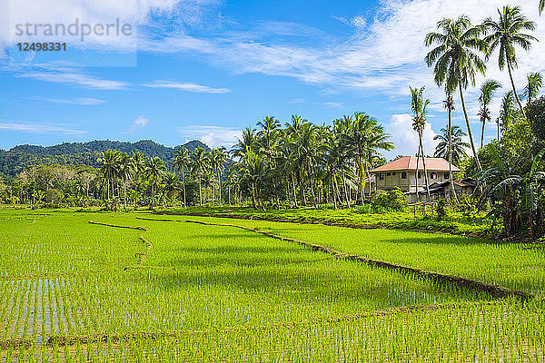 Üppig grüne Reisfelder  Bilar  Bohol  Central Visayas  Philippinen