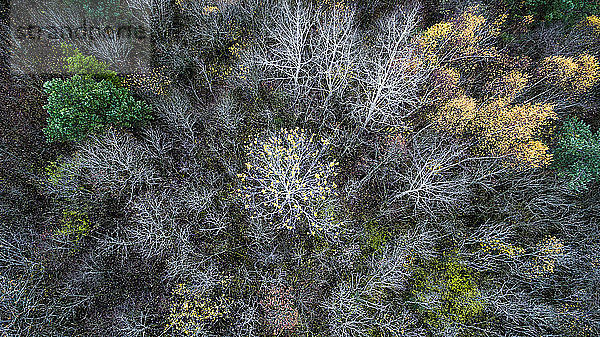 Luftaufnahme und grafische Darstellung des Waldes in seinen herbstlichen Farben mit einem Blattgoldbaum in der Mitte im Kanton Waadt  Schweiz