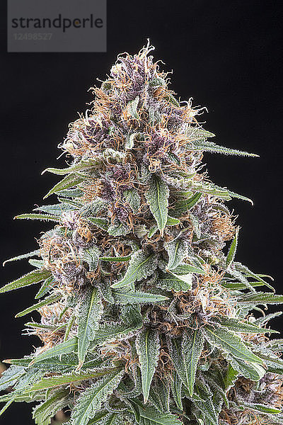 Denver  Colorado - Eine blühende medizinische Marihuanapflanze in der Forschungs- und Entwicklungseinrichtung von Rx Green Solutions. Diese Blume von Grape Kush ist eine beliebte Cannabis-Sorte für seine schmerzlindernde und beruhigende Wirkung bekannt.