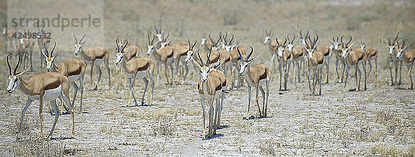 Eine Herde Springböcke im Etosha-Nationalpark  Namibia