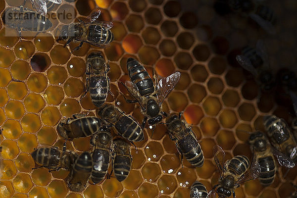 Eine Bienenkönigin spaziert in der Mitte eines Bienenstocks des Bienenstandes der Imker von Puremiel in Arcos de la Frontera  Provinz Cadiz  Andalusien  Spanien
