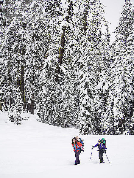 Skifahrer  die auf dem Weg zur Peter-Grubb-Hütte durch einen Kiefernwald fahren  mit Kindern auf dem Rücken  Sierra Nevada