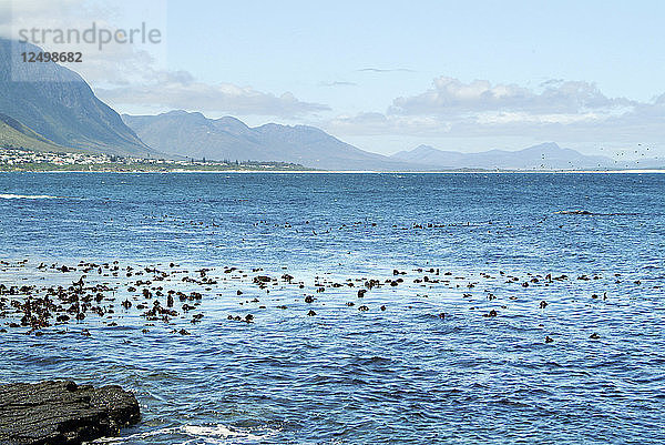 Buckelwal schwimmt in der False Bay und an der Küste von Hermanus  Südafrika