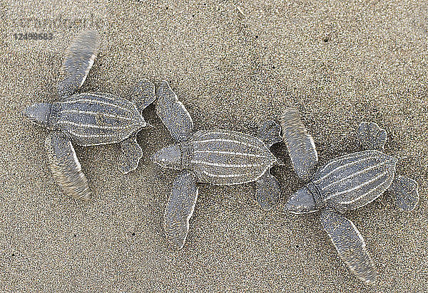 High Angle View of Leatherback Turtles Walking On Sand