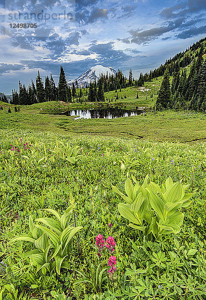 Mount Rainier bei Sonnenaufgang mit Teich und frischen Frühlings-Wildblumen im Vordergrund