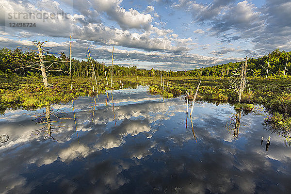 Clouds Reflexion in einem Teich Maine's North Woods in der Nähe von Greenville  Maine