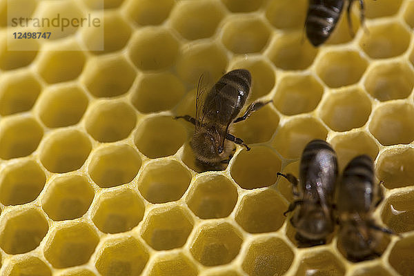 Honigbienen bei der Arbeit in einem Bienenstock einer Imkerei von Puremiel im Naturpark Los Alcornocales  Provinz Cádiz  Andalusien  Spanien