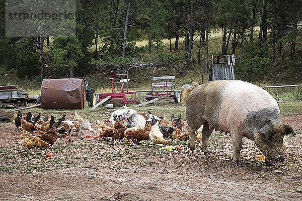 Hühnerherde und Schwein auf Ranch