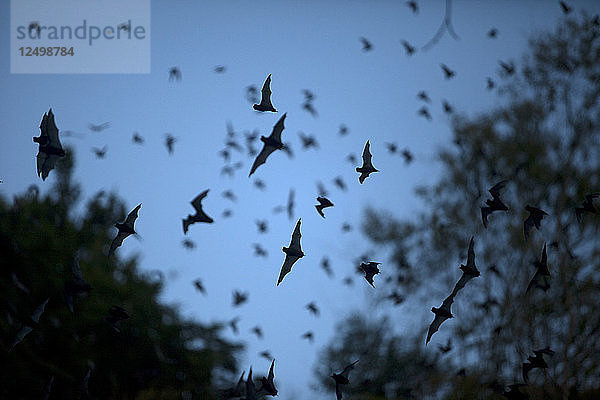Fledermäuse verlassen eine Höhle im Biosphärenreservat Calakmul  Bundesstaat Campeche  Halbinsel Yucatan  Mexiko