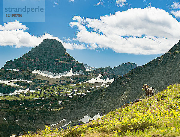Ein großes gehörntes Schaf weidet entlang des Highline Trail im Glacier National Park  Montana  USA
