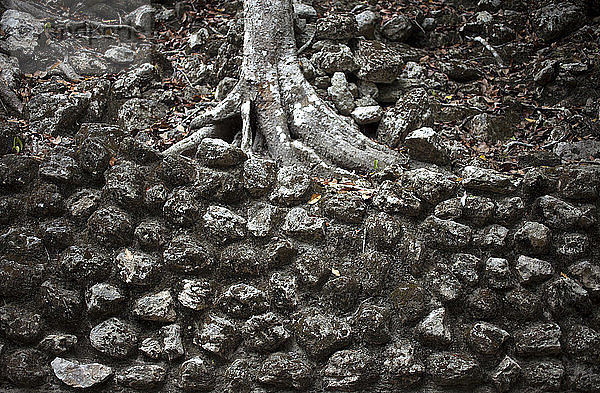 Ein Baum wächst in einem Tempel im Biosphärenreservat Calakmul  Bundesstaat Campeche  Halbinsel Yucatan  Mexiko