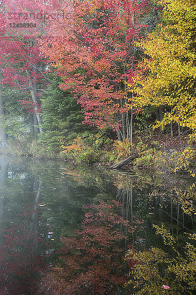 Herbst Laub Reflexion In Adirondack Mountains State Park  New York  Usa