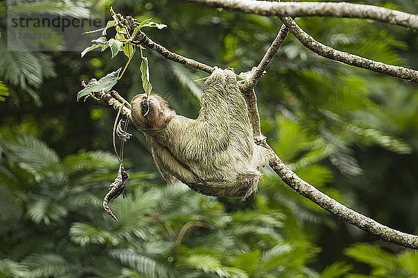 Zehenfaultier klettert auf Cecropia-Baum  Costa Rica
