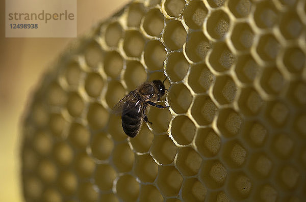 Eine Honigbiene arbeitet in einem Bienenstock eines Bienenstandes der Puremiel-Imker im Naturpark Los Alcornocales  Provinz Cádiz  Andalusien  Spanien