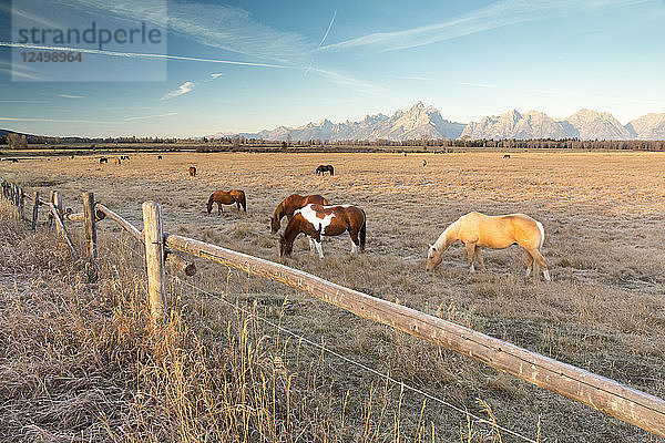 Weidende Pferde außerhalb des Grand Teton National Park in Wyoming  USA