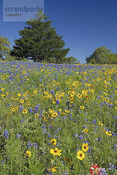 Glockenblumen und Ackerschmalwand