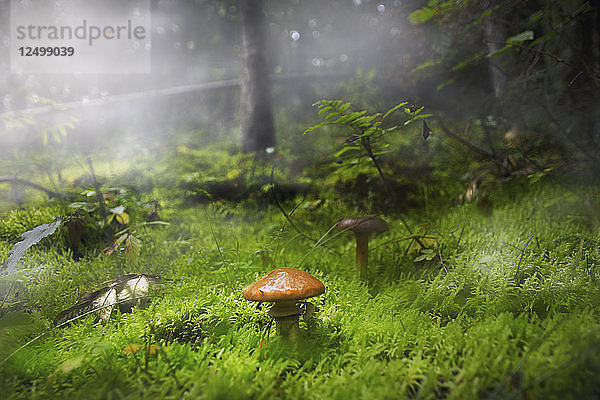 Pilz unbekannter Art in einem Kiefernwald auf einem mit Moos bedeckten Boden. Die Szene ist von Nebel umgeben.