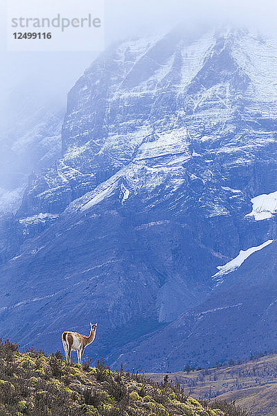 Ein wildes Guanako (Lama guanicoe) im chilenischen Torres del Paine-Nationalpark.