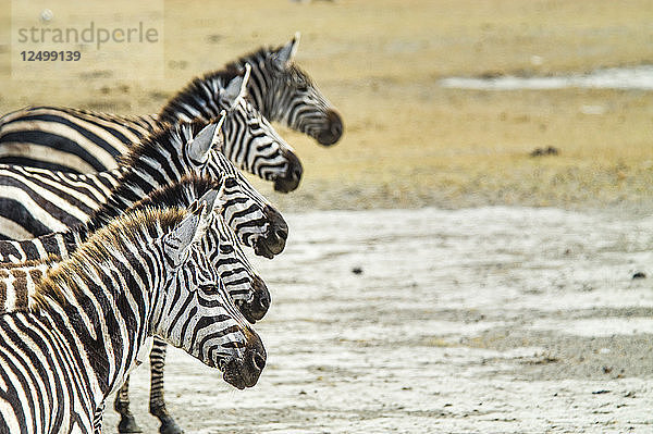 Ein Grevy's Zebra im Ngorongoro-Krater  Tansania