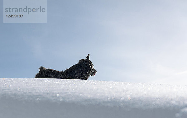 Ungarischer Schäferhund im Schnee stehend