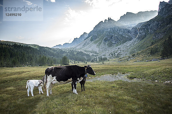 Kleine Kühe in der wunderschönen Landschaft des Devero-Tals  Piemonte  Italien.
