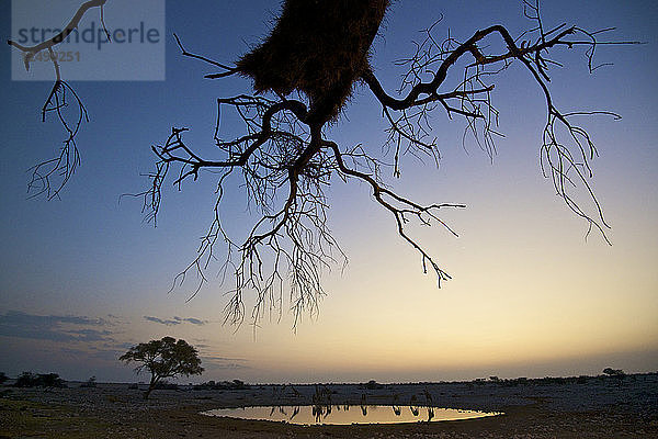 Ein Baum und mehrere Giraffen spiegeln sich im Wasserloch bei Sonnenuntergang im Okaukuejo Camp im Etosha National Park  Namibia