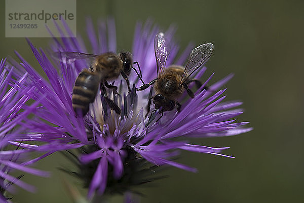 Bienen saugen an einer violetten Blüte im Naturpark Los Alcornocales  Provinz Cádiz  Andalusien  Spanien