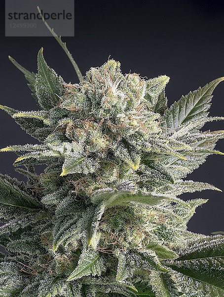 Denver  Colorado - Mikroskopische Ansicht der THC-Trichome einer medizinischen Marihuanapflanze in der Blüte.