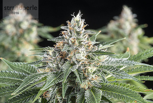 Denver  Colorado - Eine blühende medizinische Marihuanapflanze in der Forschungs- und Entwicklungseinrichtung von Rx Green Solutions. Diese Blume von OG Kush ist eine beliebte Cannabis-Sorte für seine schmerzlindernde und beruhigende Wirkung bekannt.