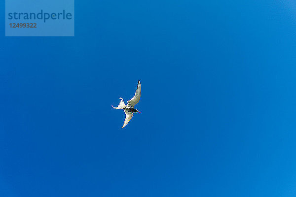 Low Angle View Of An Arctic Tern Flying Through A Blue Sky