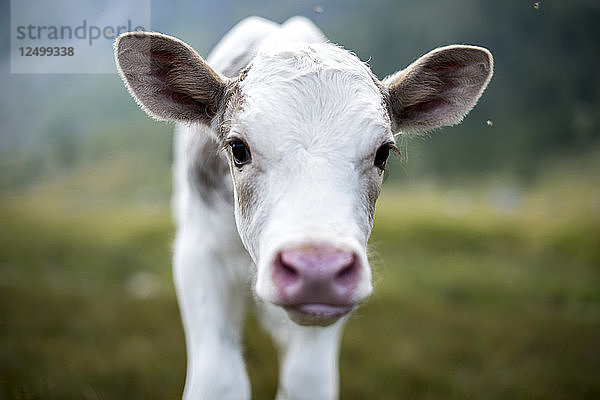 Kleine Kühe in der wunderschönen Landschaft des Devero-Tals  Piemonte  Italien.