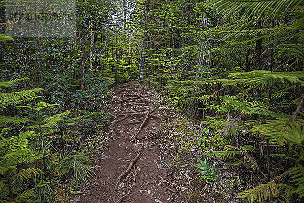 Waldblick auf dem Okolehao Trail in Hawaii