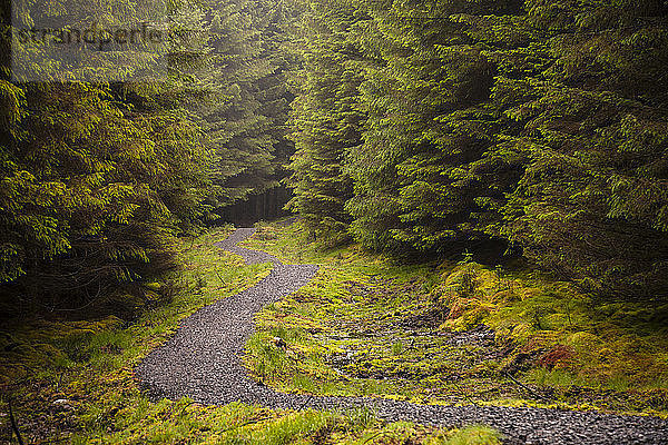 Der John Muir Way führt durch einen Wald in Schottland