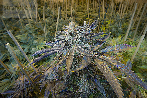 Denver  Colorado - Eine blühende medizinische Marihuanapflanze in der Forschungs- und Entwicklungseinrichtung von Rx Green Solutions. Diese Blume von OG Kush ist eine beliebte Cannabis-Sorte für seine schmerzlindernde und beruhigende Wirkung bekannt.