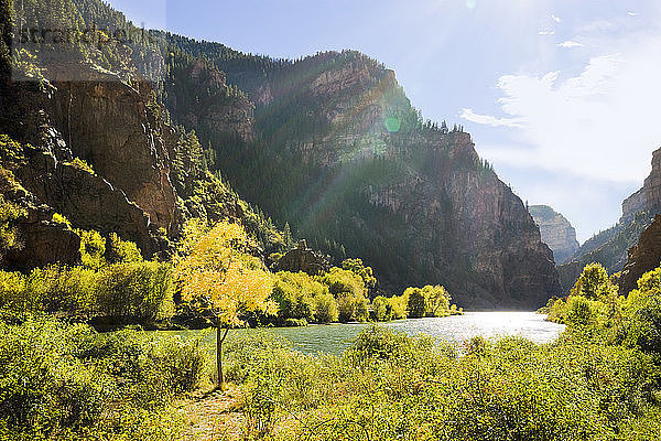 Goldener Baum neben dem Colorado River