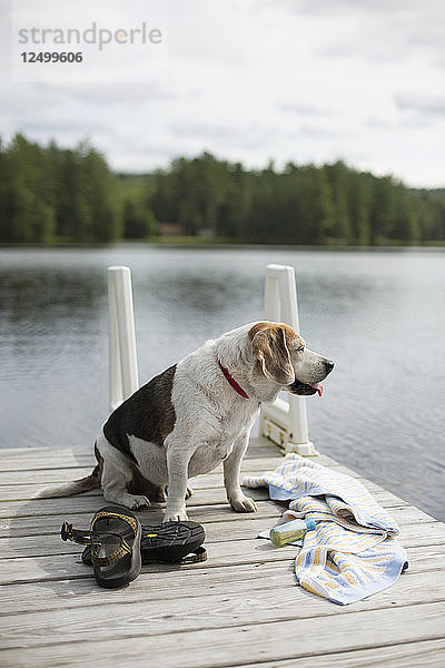 Hund sitzt auf dem hölzernen Dock entlang des Sees in Adirondack