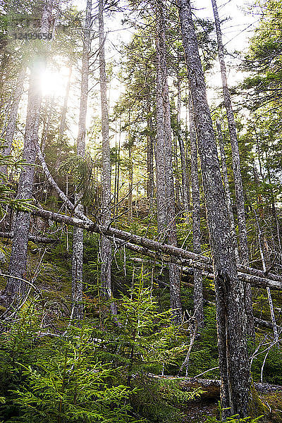 In den Wäldern von Beech Mountain  Acadia National Park  Maine