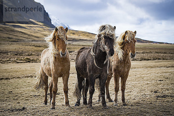 Drei Islandpferde in Island stehend