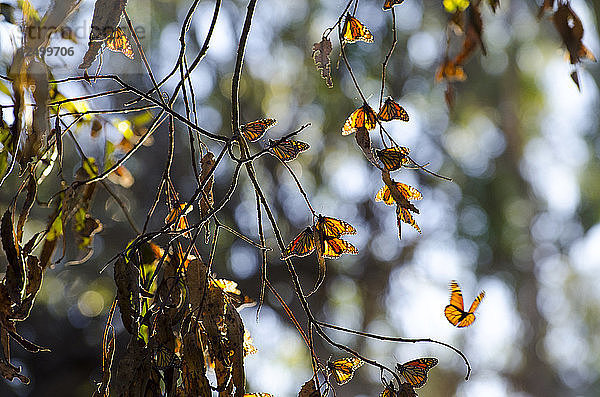 Monarchfalter sammeln sich auf Eukalyptusbäumen in Kalifornien